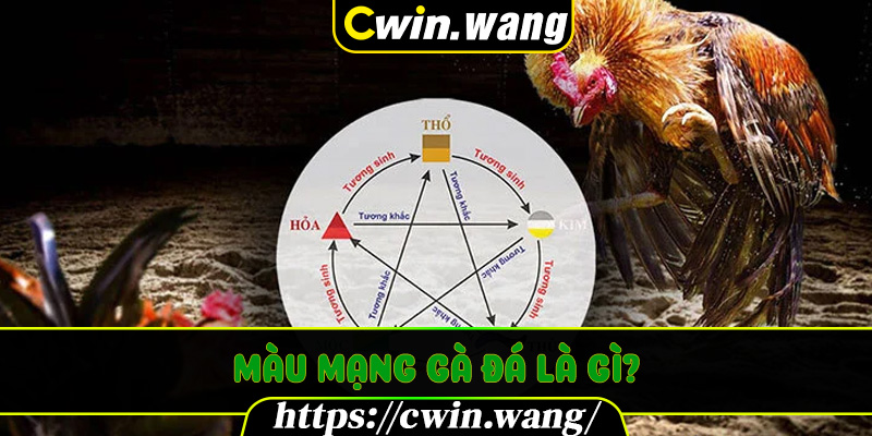 Màu Mạng Gà Đá Là Gì Và Vì Sao Được Giới Sư Kê Coi Trọng?