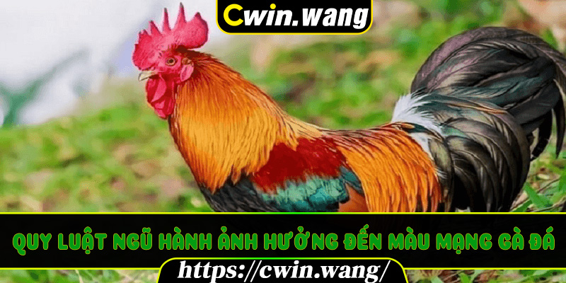 Quy Luật Ngũ Hành Ảnh Hưởng Đến Màu Mạng Gà Đá