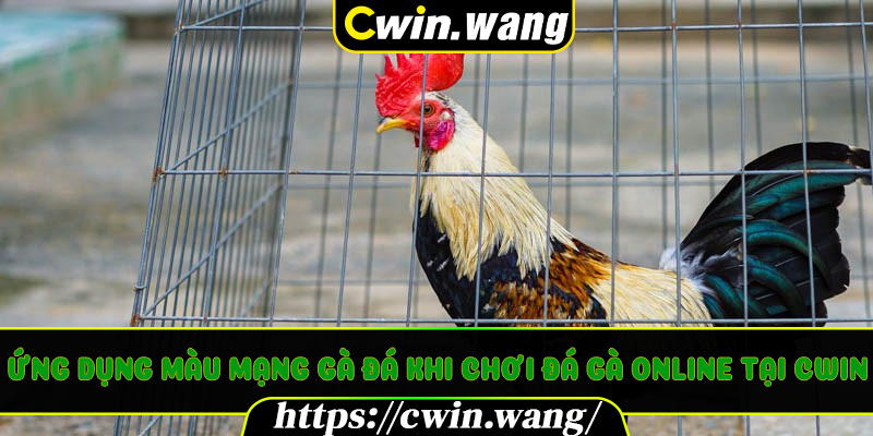 Ứng Dụng Màu Mạng Gà Đá Khi Chơi Đá Gà Online Tại Cwin