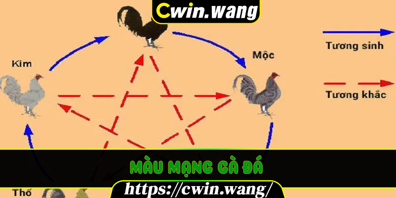 Màu Mạng Gà Đá – Bí Mật Phong Thủy Quyết Định Thắng Bại Khi Chơi Đá Gà Cwin