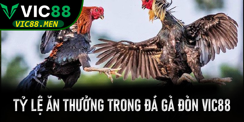 Phân tích bảng kèo và tỷ lệ ăn thưởng trong Đá Gà Đòn Vic88