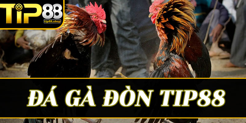 Đá gà đòn Tip88: Chảo lửa của những trận thư hùng nghẹt thở