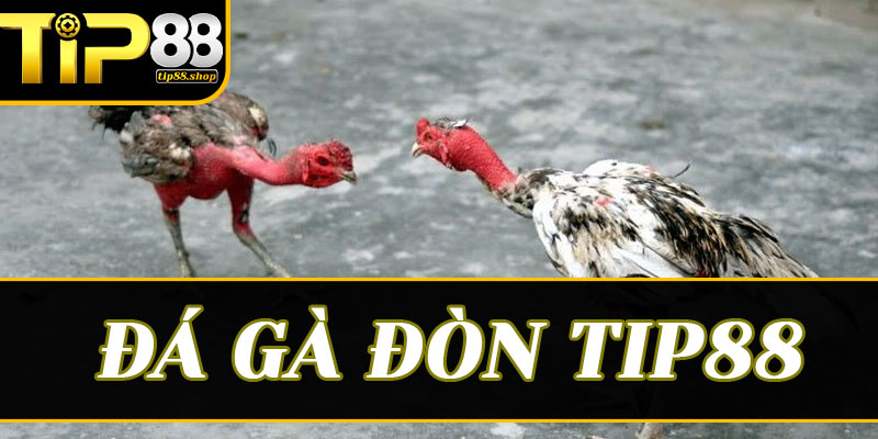 Trải nghiệm không gian cá cược đẳng cấp quốc tế tại sảnh Tip88