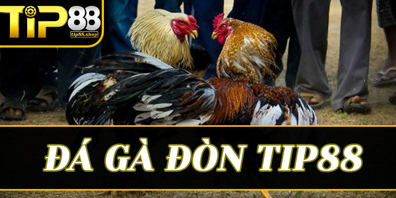 Bí quyết "vàng" để chiến thắng khi soi kèo đá gà đòn Tip88