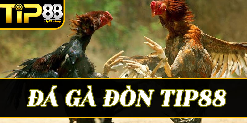 Sự khác biệt giữa đá gà đòn và gà cựa sắt trên hệ thống Tip88
